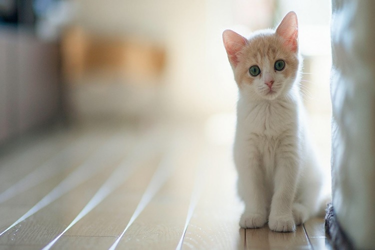 Kediler Yıkanır Mı?