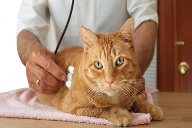 Kedilerde Astım Krizi Nasıl Olur?