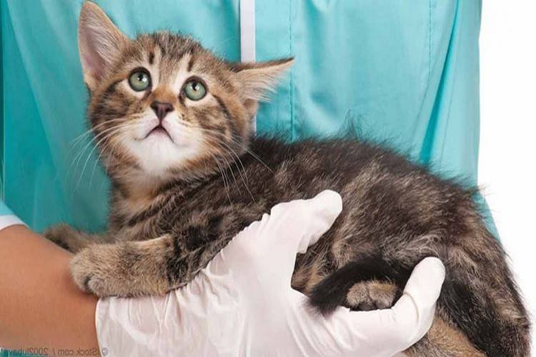 Kedilerde Böbrek Yetmezliği Öldürür Mü?