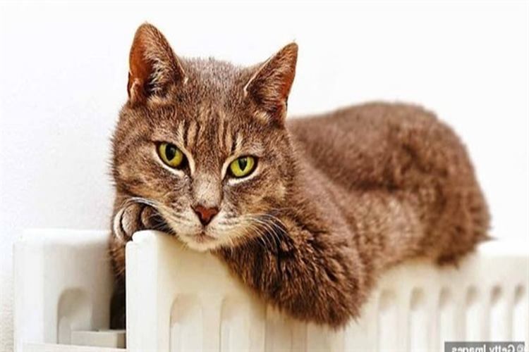 Kedilerde Bronşit Aşısı Nedir?