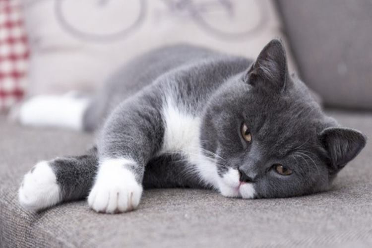 Kedilerde Depresyon Sonuçları Nelerdir?