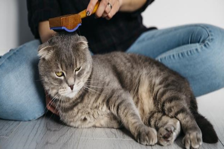 Kedilerde Pirelenme Belirtileri Nelerdir?