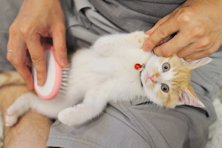 Kedilerde Tüy Dökülmesi ile İlgili Merak Edilen Bilgiler 