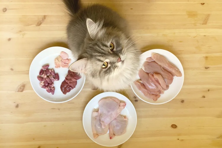 Kedilere Haşlanmış Tavuk Ciğeri Verilir Mi?