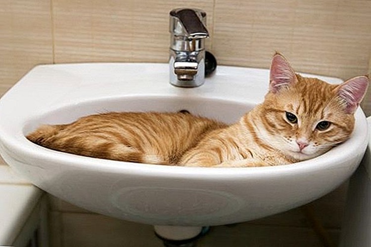 Kedilere Tuvalet Egitimi Ne Zaman Verilir Guncel Oku