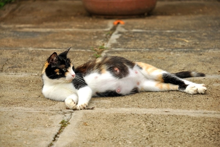 Kedilerin Adet Dönemi Ne Zaman Başlar?