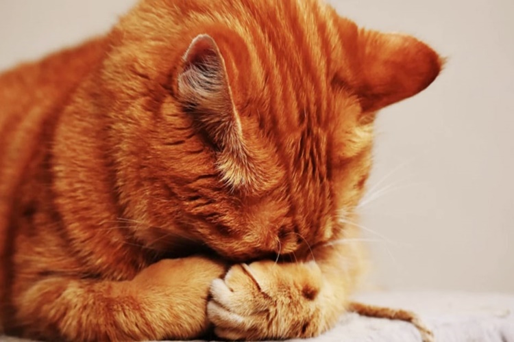 Kediye Vicks Sürülür Mü?