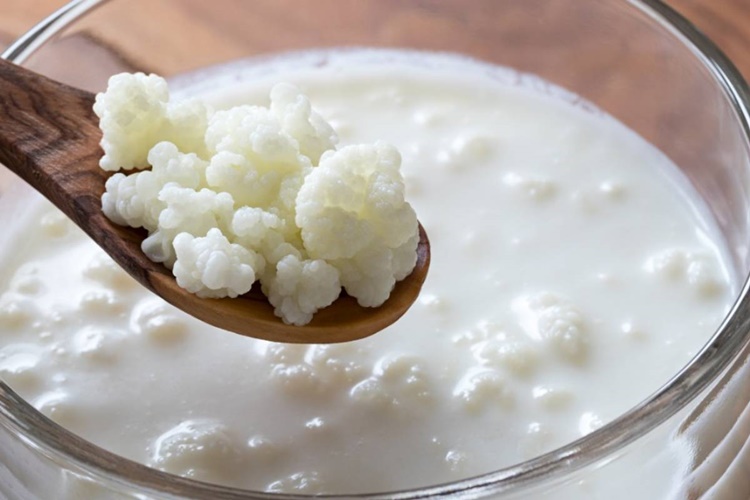 Kefir Mayası Kaç Günde Bozulur?