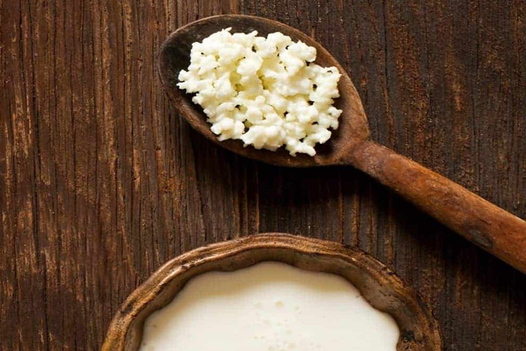 Kefir Mayası Ne Zaman Çoğalır?