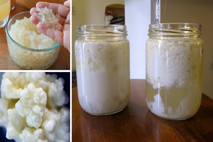 Kefir Mayası Nereden Bulunur? 