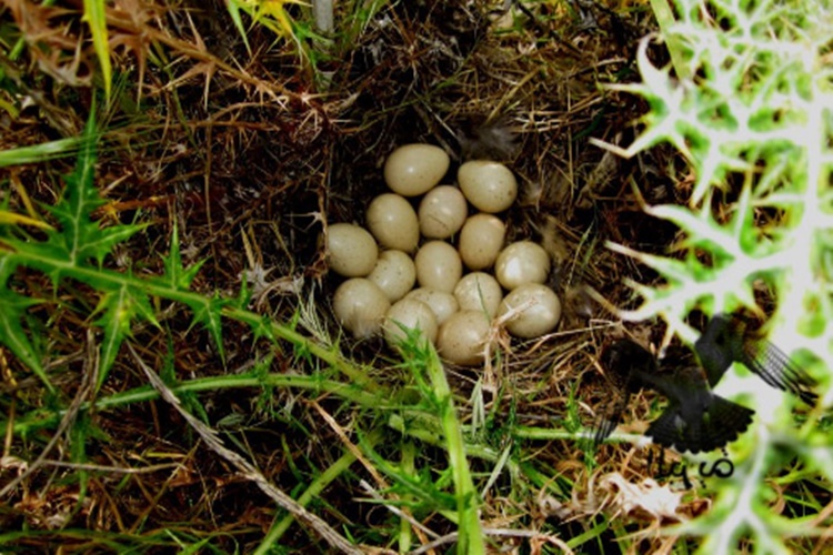 Keklik Yumurtası Faydaları Nelerdir?