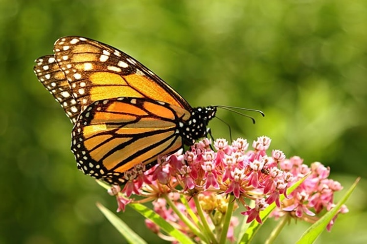 Kelebekler Kaç Gün Yaşar? Güncel Oku