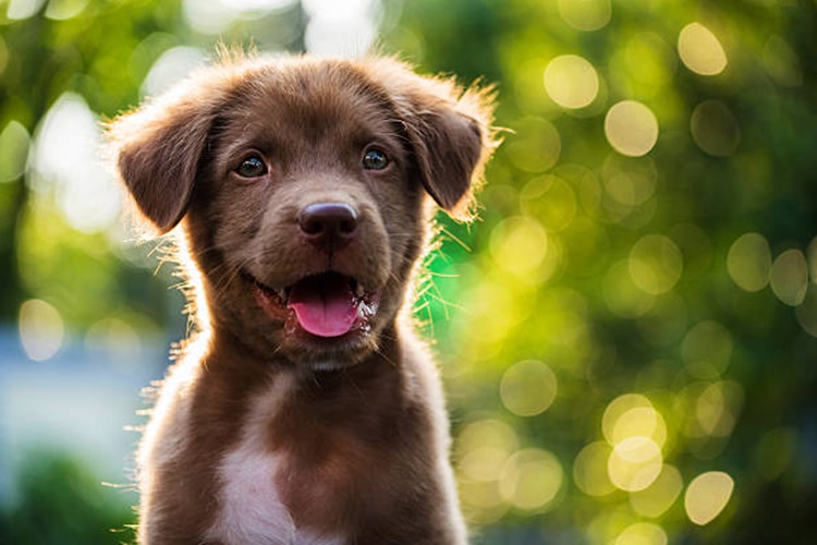 Kemik Köpeklere Zararlı Mı?