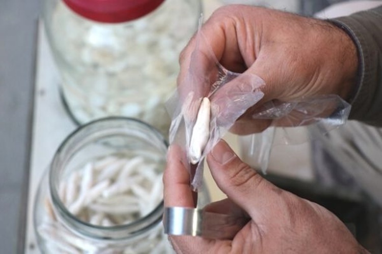 Kenger Sakızı Faydaları Nelerdir?
