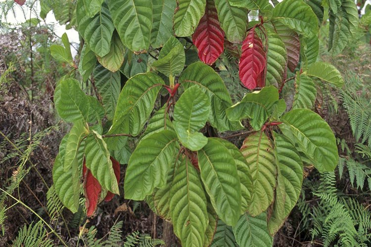 Kına Ağacı Nerede Yetişir?