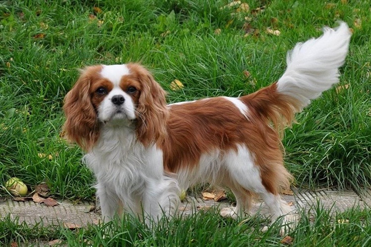 King Charles Evde Yalnız Kalabilir Mi?