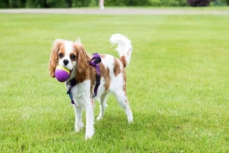 King Charles Spaniel Evde Yalnız Kalabilir Mi?