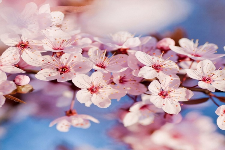 Kiraz Çiçeği Faydaları Nelerdir?