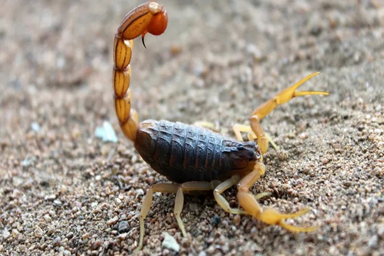 Kışın Akrep Olur Mu?