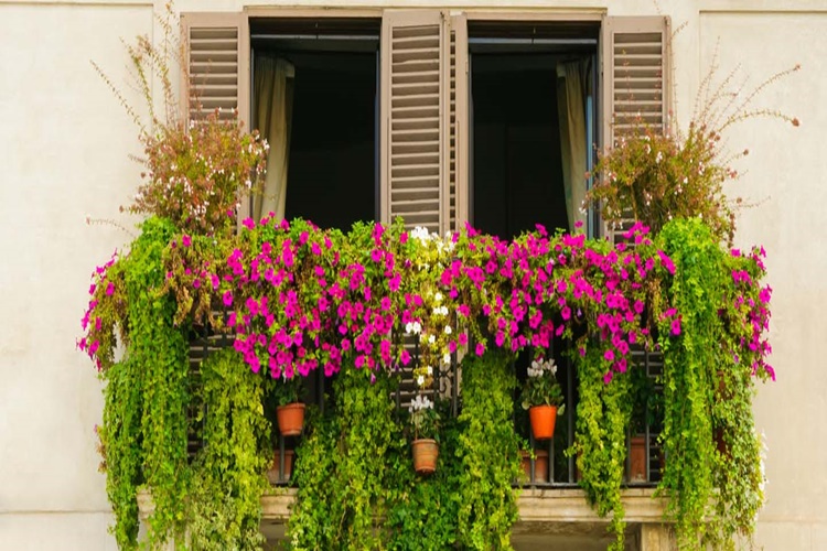 Kışın Balkon Çiçekleri Nasıl Korunur?