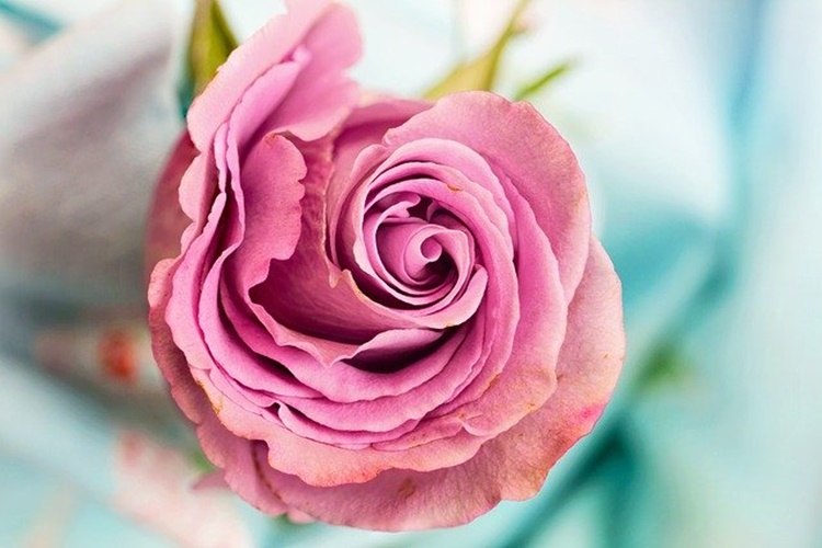 Kızlık Zarı Nerede Olur?