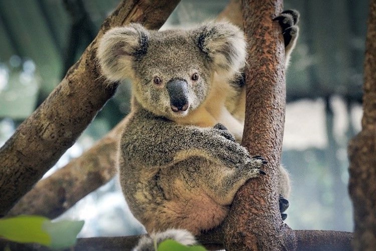 Koala Etçil Mi Otçul Mudur?