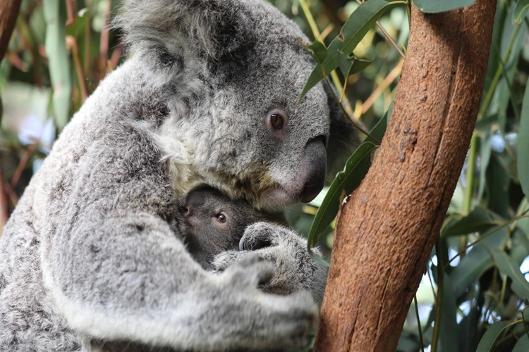 Koala Hangi Ülkede Yaşar?