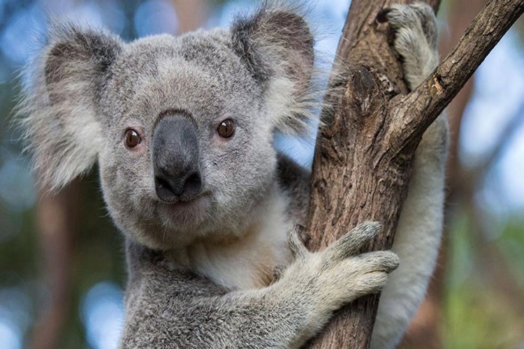 Koala Özellikleri Nelerdir?