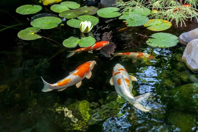 Koi Balığı Hangi Balıklarla Yaşar?