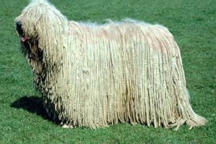 Komondor Bekçi Köpeği Hakkında Bilgiler Nelerdir?