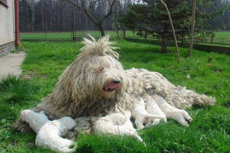 Komondor Çoban Köpeği Hakkında Bilgiler Nelerdir?