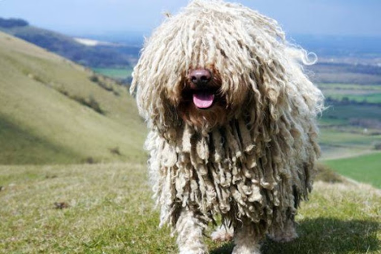 Komondor Köpeği Kökeni Neresidir?
