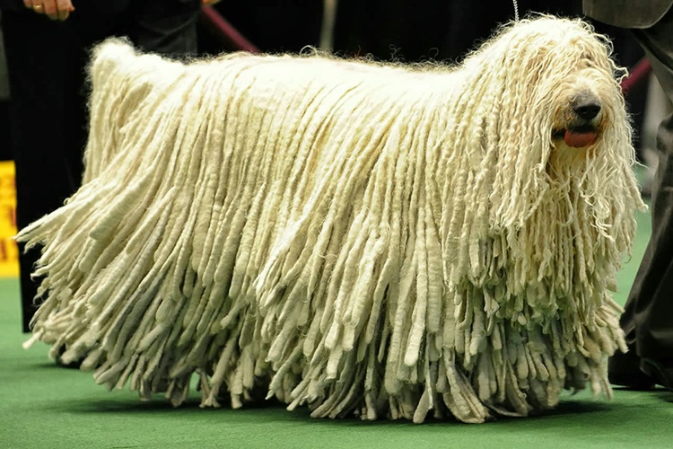Komondor Köpeği Özellikleri Nelerdir?