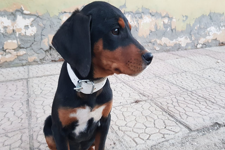 Kopay Köpek Fiyatı 2023 Ne Kadar?