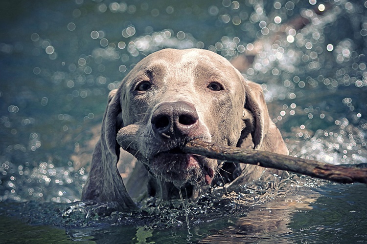 Köpeğe Dokunmak Abdesti Bozar Mı?