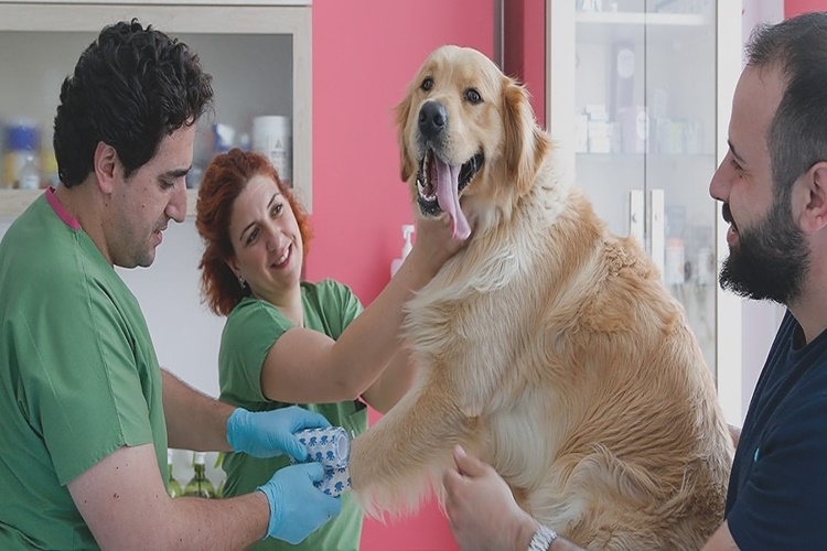 Köpeğe Serum Takılır Mı?
