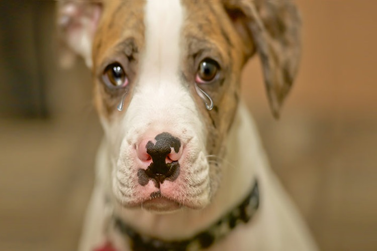 Köpeğin Ağlamasını Nasıl Önleriz?