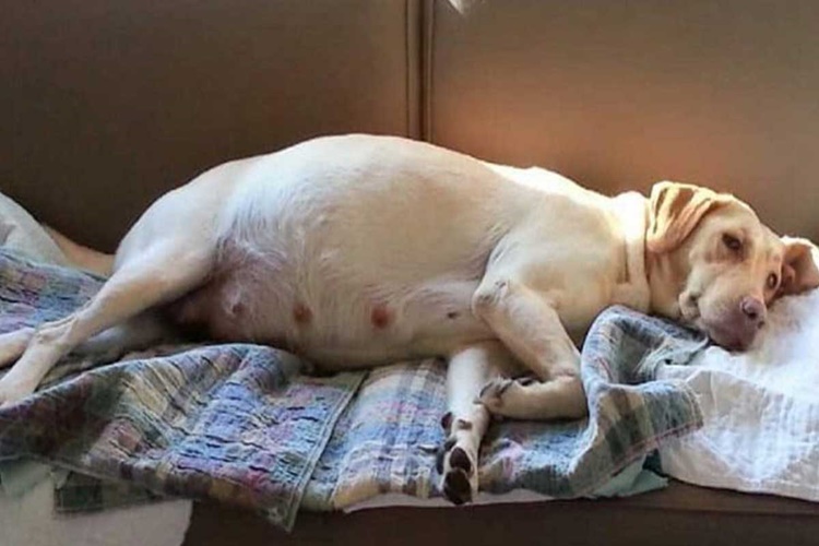 Köpeğin Doğum Zamanı Nasıl Anlaşılır?