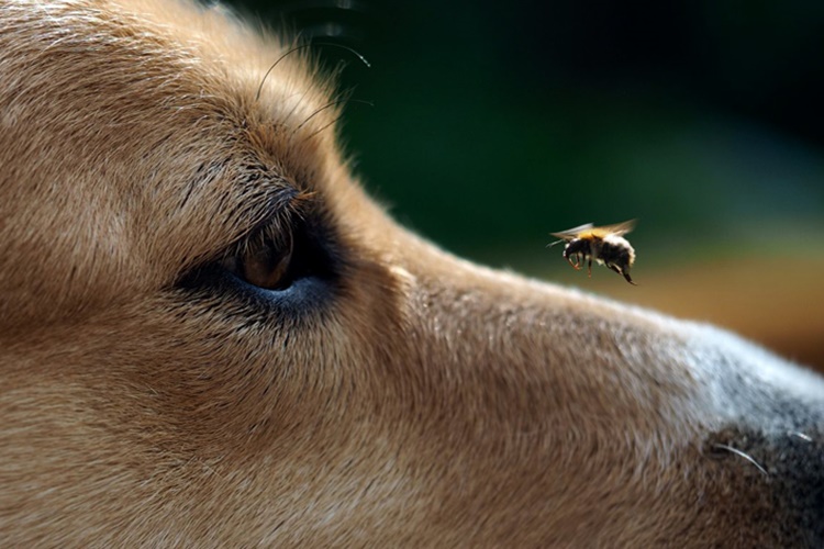 Köpek Alçı Yerse Ne Olur?