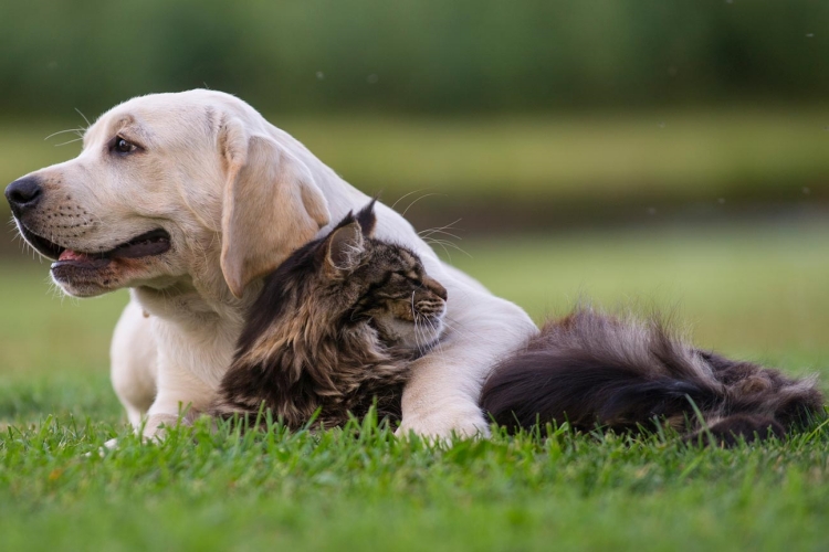 Köpek Alerjisi Sonradan Olur Mu?