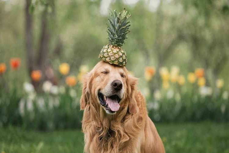 Köpek Ananas Yer Mi?