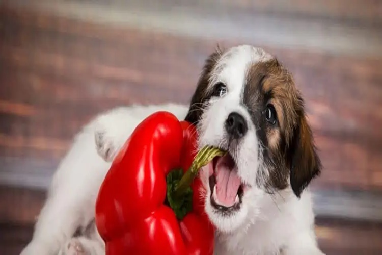 Köpek Arı Yerse Ne Olur?