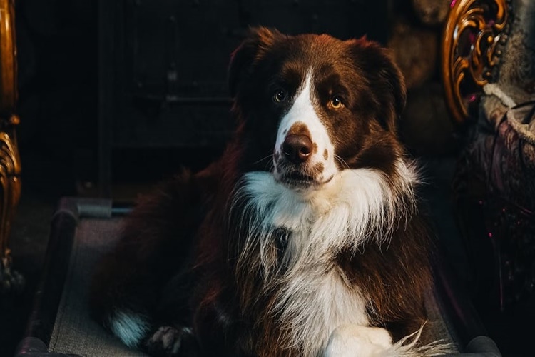Köpek Armut Yer Mi?