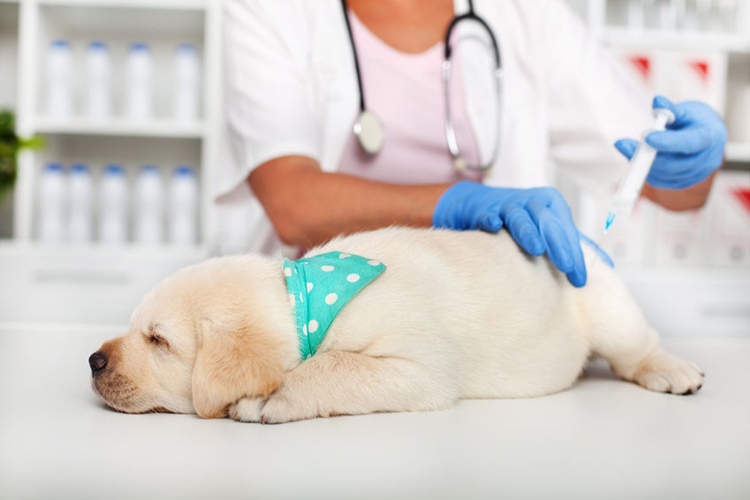 Köpek Aşıları Ne Kadar Sürer?