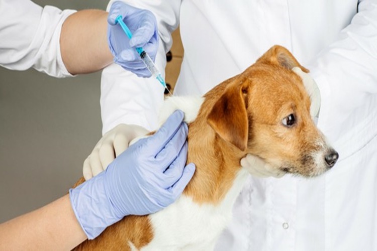 Köpek Aşıları Ne Kadardır?