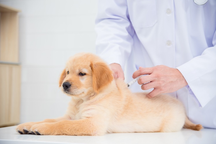 Köpek Aşıları Nelerdir?