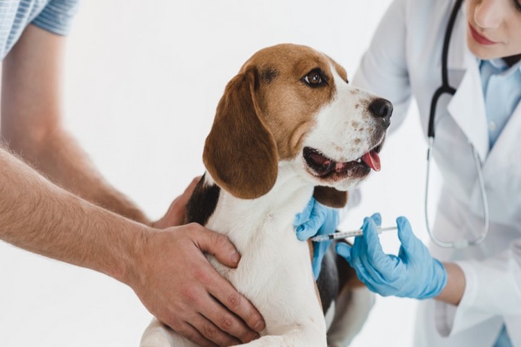 Köpek Aşıları Nereden Alınır?