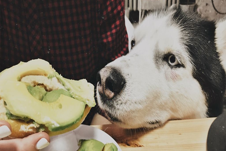 Köpek Avokado Yer Mi?