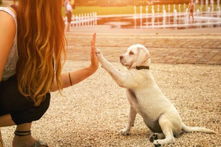 Köpek Bakımı Nasıl Yapılır?