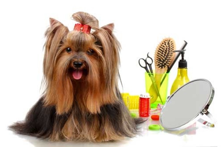 Köpek Bakımında Dikkat Edilmesi Gerekenler